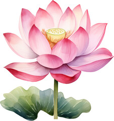 Watercolor lotus clipart for graphic resources. Water lily composition