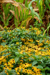 nice rudbeckia flowers in the garden