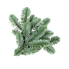 Christmas fir tree branch isolated. PNG with transparent background. Flat lay, top view. Without shadow.
