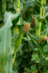 an ear of corn maturing on the farm