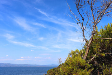 Pine tree growing by the sea. Beautiful Mediterranean landscape.