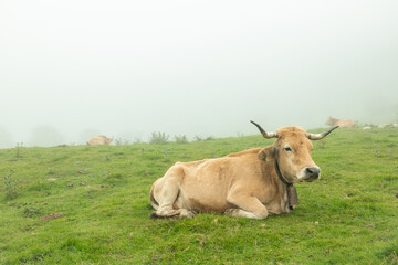 Light brown tan cows laying in the foggy fields of grass. These wild animals of Asturias Spain have large horns and can be found at the Lagos de Covadonga.