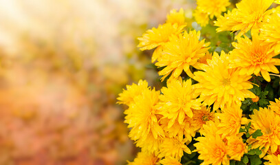 Yellow chrysanthemum in the garden.