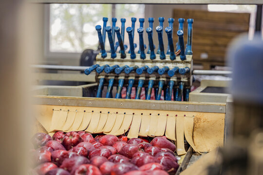apples on the sorting line of the enterprise