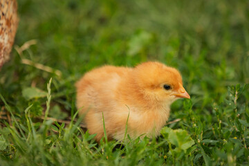 little chicken walks on the grass