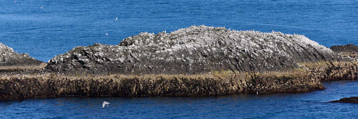 Iceland. Arnarstapi - picturesque volcanic rock cliffs on the Snaefellsnes peninsula. Habitat of...