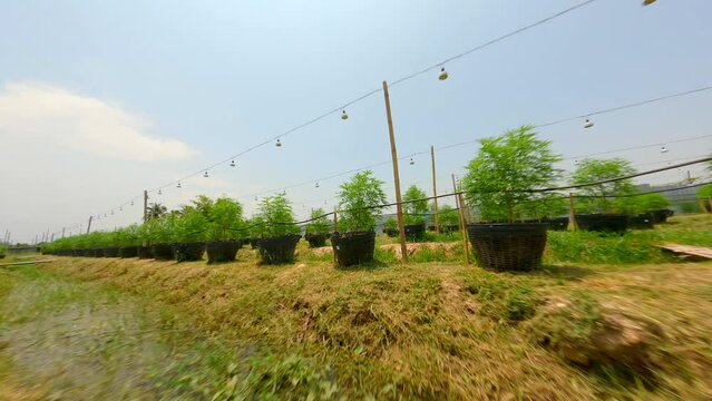 100 percent organic outdoor marijuana plantation in Thailand by FPV drone perspective.