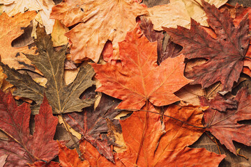Naklejka na ściany i meble Background of colored dry maple leaves.