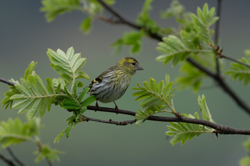 Eurasian siskin (Carduelis spinus)