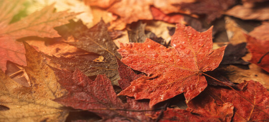 Background of autumn dry maple leaves close up.