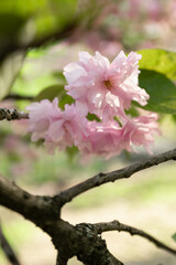 Pink cherry blossom
