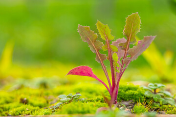 Close up of a sonchus oleraceus, common sowthistle, Compositae. Wild plant shot in spring Natural green background.