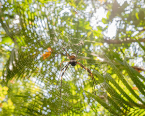 spider on the web