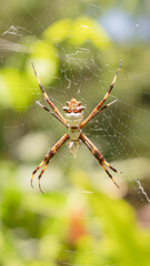 spider on the web