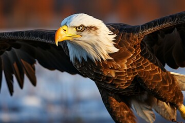 Fototapeta premium Daylight reveals eagles splendor in a closeup field portrait