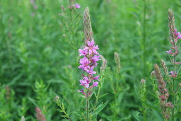 Pink Purple Lythrum Anceps Lythrum Salicaria Flowers