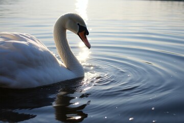 Naklejka premium Graceful swan glides, serenely adrift on tranquil waterscape