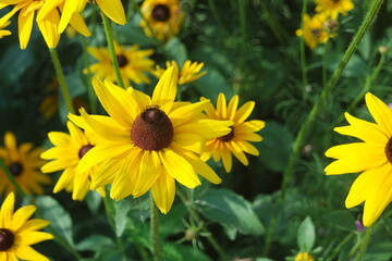 Rudbeckia Flower Black-eyed Susan