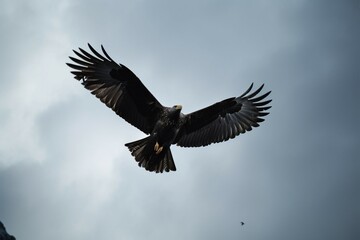 Obraz premium The eagles presence in a mountainscape, captured in striking monochrome