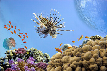 Naklejka na ściany i meble Wonderful and beautiful underwater world with corals