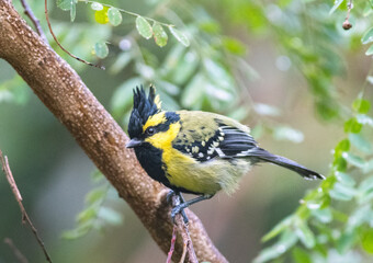 birds of sattal from Uttarakhand state, india