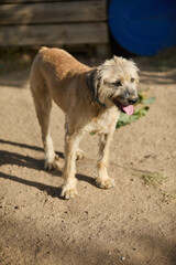 portrait of an adult dog waiting to be adopted in a shelter