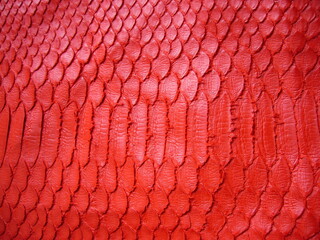Bright red genuine python skin, snakes with wide scales. Texture of natural leather.