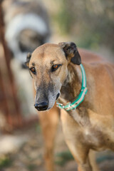 portrait of an adult dog waiting to be adopted in a shelter