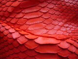 Bright red genuine python skin, snakes with wide scales. Texture of natural leather.