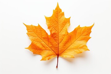 Naklejka na ściany i meble Autumn symbol. Autumnal elegance. Isolated maple leaf on white background. Fall finest