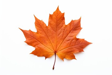 Fototapeta premium Autumn symbol. Autumnal elegance. Isolated maple leaf on white background. Fall finest