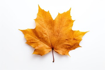 Autumn symbol. Autumnal elegance. Isolated maple leaf on white background. Fall finest