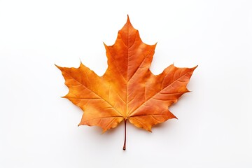 Fototapeta premium Autumn symbol. Autumnal elegance. Isolated maple leaf on white background. Fall finest