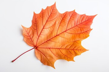 Autumn symbol. Autumnal elegance. Isolated maple leaf on white background. Fall finest