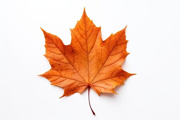 Obraz premium Autumn symbol. Autumnal elegance. Isolated maple leaf on white background. Fall finest