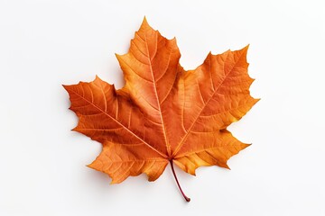 Naklejka na ściany i meble Autumn symbol. Autumnal elegance. Isolated maple leaf on white background. Fall finest