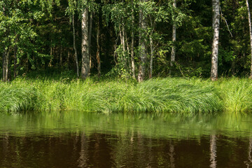 Fototapeta na wymiar natural landscape, grassy wooded shore of the forest river, view from the water on a sunny day