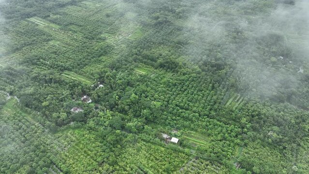 Aerial view of largest guava garden in Swarupkathi, Pirojpur, Barisal, Bangladesh.