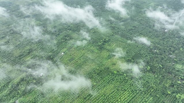 Aerial view of largest guava garden in Swarupkathi, Pirojpur, Barisal, Bangladesh.