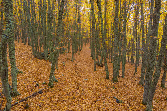 Wonderful landscape of golden autumn in forest