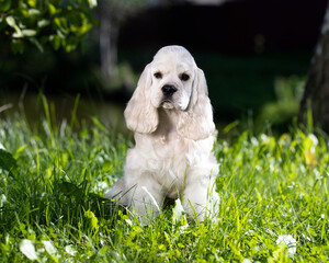 Puppy American cocker spaniel on green grass in the sun; background