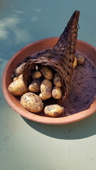 Potatoes in the cornucopia. Symbol of fertility, generosity, wealth and abundance.
