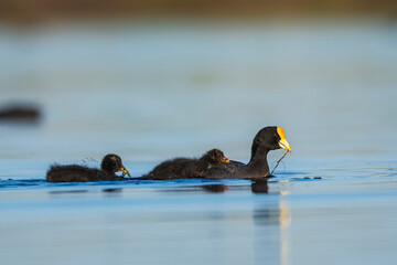 White winged coot, La Pampa province, Patagonia, Argentina.