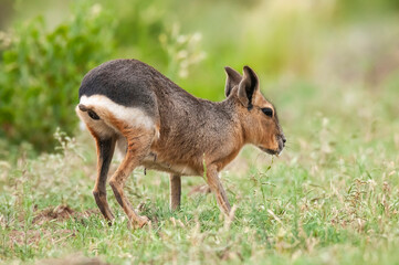 Patagonian cavi in grassland environment , La Pampa Province, Patagonia , Argentina