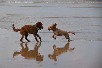 Irish doodle and cockapoo  face-off on wet sand