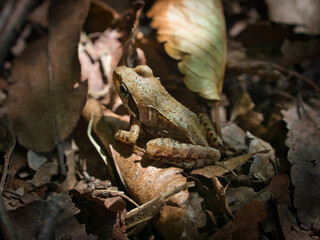 ヤマアカガエル