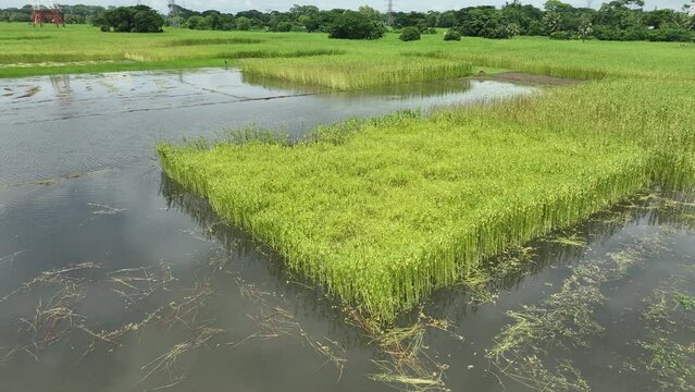 Aerial view of agriculture and jute field in Barisal, Bangladesh.