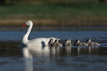 Coscoroba swan with cygnets swimming in a lagoon , La Pampa Province, Patagonia, Argentina.
