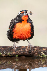 Long tailed Meadowlark, perched in Pampas grassland environment, La Pampa Province, Patagonia, Argentina.