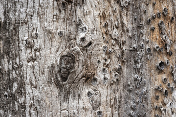 Beautiful background and textured of Fagraea Fragrans, Ironwood, or Tembusu bark details with deeply fissured bark tree.